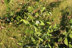 Pleurolobus gangeticus