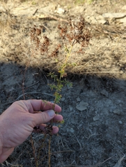 Hypericum perforatum perforatum