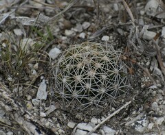 Coryphantha sulcata
