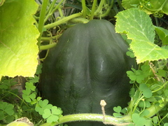 Cucurbita maxima