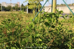 Pleurolobus gangeticus