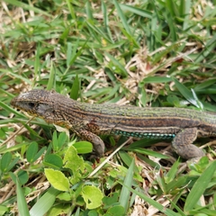 Ameiva praesignis