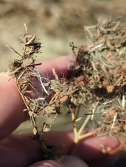 Hypericum perforatum perforatum