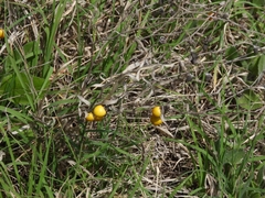 Solanum elaeagnifolium