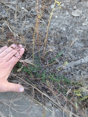 Hypericum perforatum perforatum