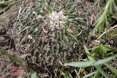 Echinofossulocactus zacatecasensis