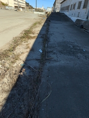 Hypericum perforatum perforatum