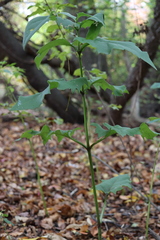 Silphium perfoliatum