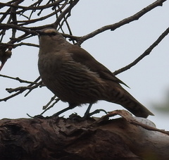 Climacteris picumnus