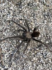 Aphonopelma eutylenum