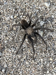 Aphonopelma eutylenum