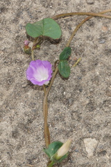 Ipomoea dumetorum