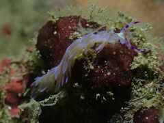 Pteraeolidia semperi