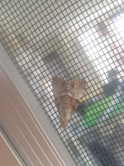 Alophosoma emmelopis