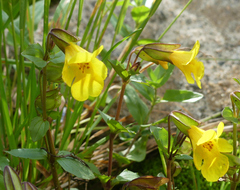 Erythranthe tilingii