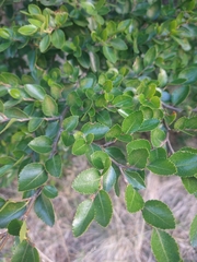 Nothofagus betuloides