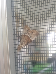 Alophosoma emmelopis
