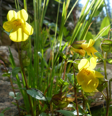 Erythranthe tilingii