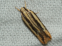 Ardozyga chionoprora