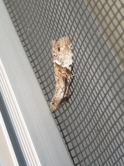 Alophosoma emmelopis