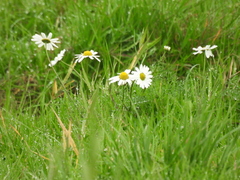 Anthemideae