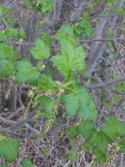 Ribes magellanicum