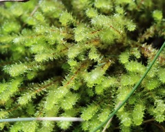 Ptychomnion aciculare