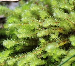 Ptychomnion aciculare