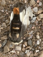 Hemileuca nevadensis