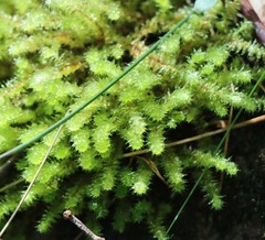 Ptychomnion aciculare