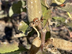 Lygaeus kalmii kalmii