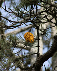 Cronartium conigenum