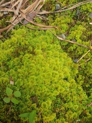 Hypnodendron