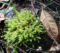 Ptychomnion aciculare