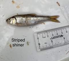 Luxilus chrysocephalus