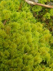 Hypnodendron