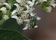 Augochlorini
