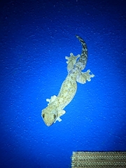 Thecadactylus rapicauda