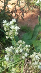 Parthenium integrifolium