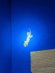 Thecadactylus rapicauda