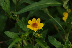 Bidens laevis