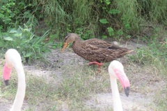 Anas platyrhynchos × fulvigula