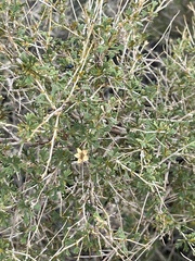 Cercocarpus intricatus