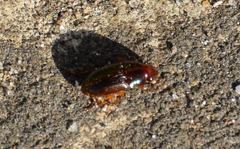 Chrysolina staphylaea