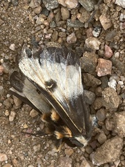 Hemileuca nevadensis