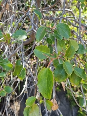 Azara petiolaris