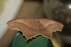 Eutomopepla