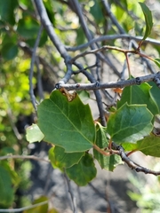 Azara petiolaris