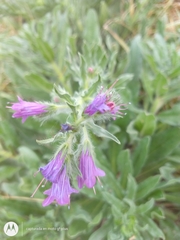 Echium plantagineum