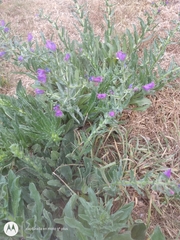 Echium plantagineum